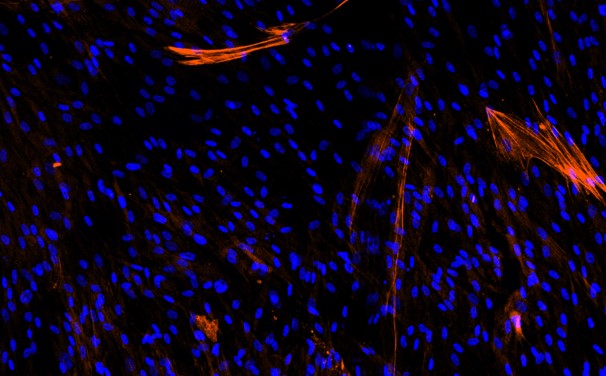 Freeberg Research Laboratory