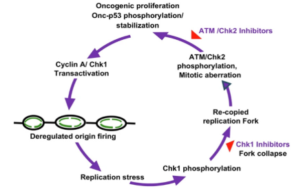 Researchers identify Achilles&rsquo; heel in lung cancer through common p53 genetic mutation