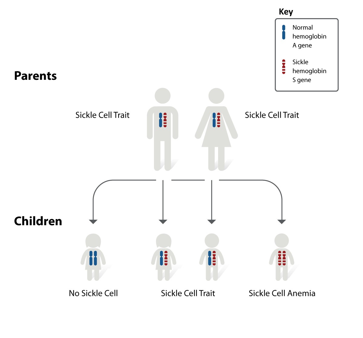 SCD inheritance chart