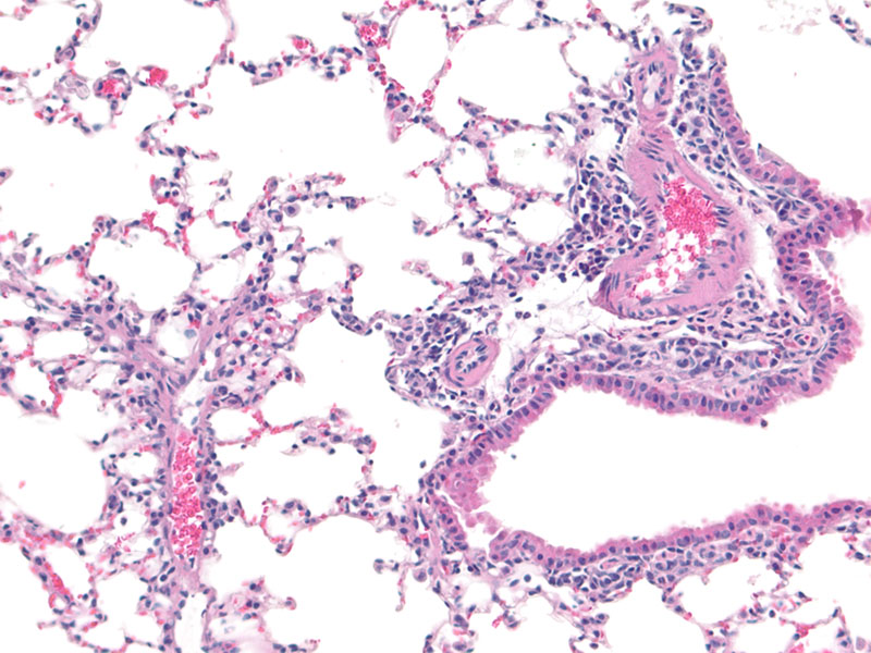 Sime Lab image