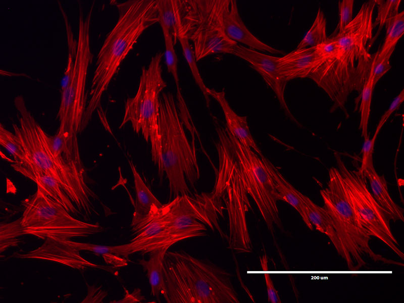 Sime Lab image