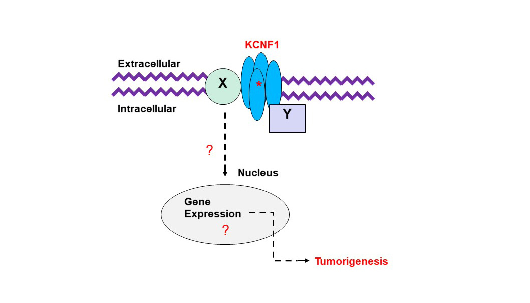 KCNF1