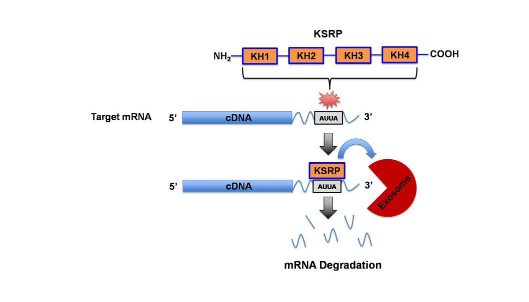 KSRP